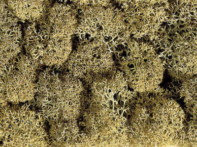 NOCH sachet de 50gr de lichen gris Decors et diorama